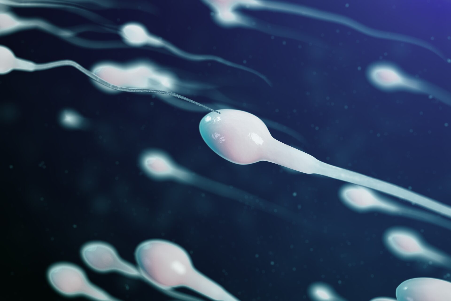 Espermatozoide: Célula clave en reproducción