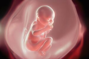 representación de feto dentro del útero