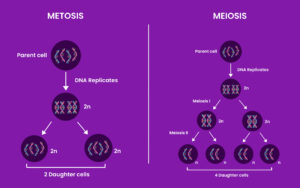 Ilustración sobre la diferencia entre mitosis y meiosis