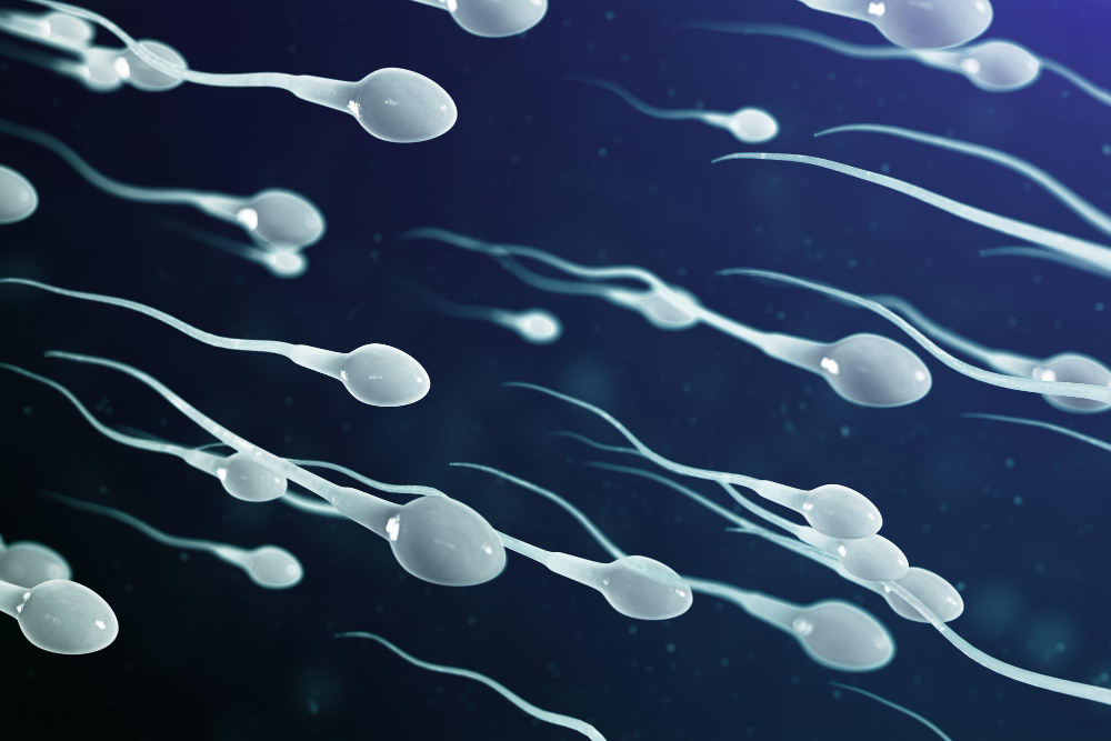 Espermatogénesis: Dónde empieza la fertilidad masculina