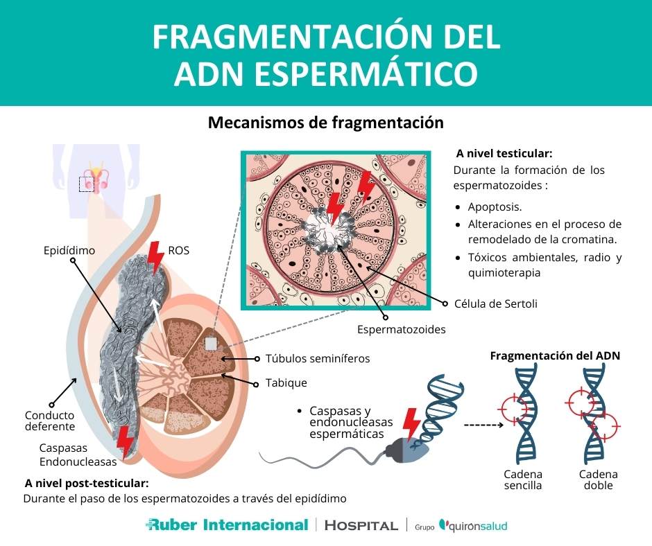 Fragmentación ADN espermático solución